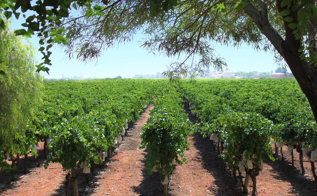 Recetas con vino Casa Cesilia
