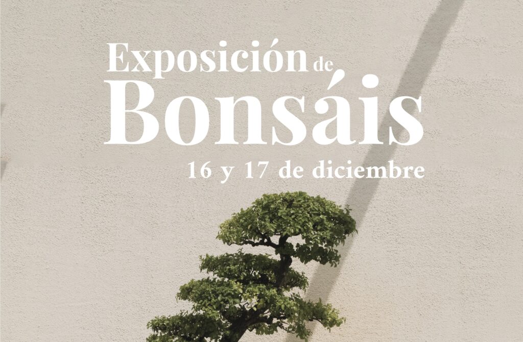 Descubre la armonía entre vinos y bonsáis en Casa Sicilia 1707