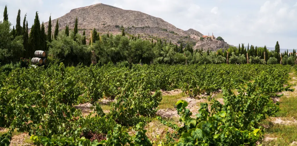 Viñedos, olivos y cipreses de Casa Sicilia bajo la sierra de Novelda