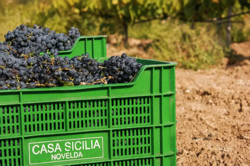 Caja de vendimia de Casa Sicilia llena de uva tinta